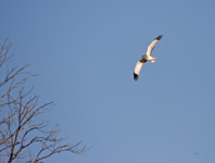 Northern Harrier 6333